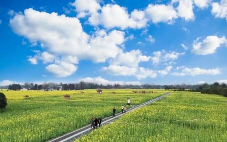 分类图片 烂漫赏花，赴一场春风之约！